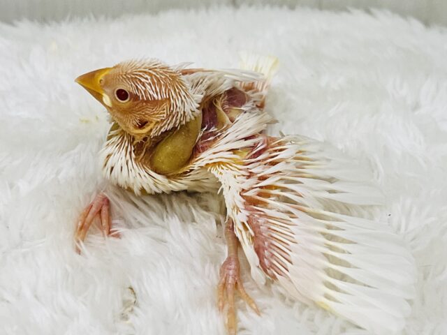 アルビノ文鳥