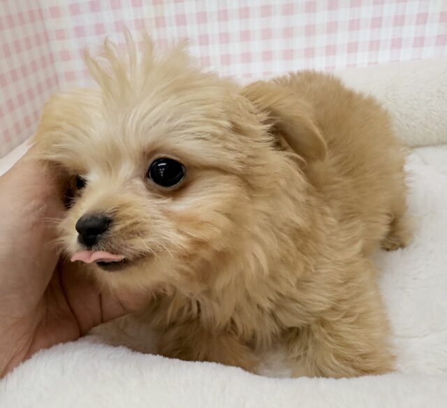 チワプー