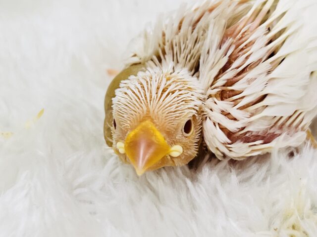 画像更新☆フワッとカフェモカ☕️透き通った瞳がキラリン✨アルビノ文鳥!! アルビノ文鳥