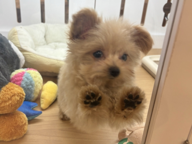 ポメプー