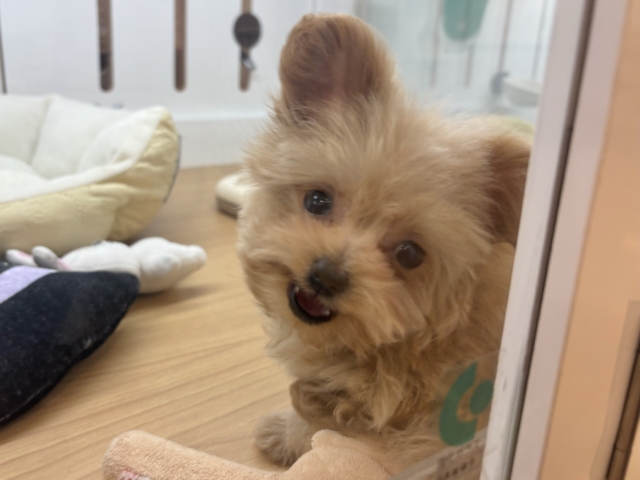 ポメプー