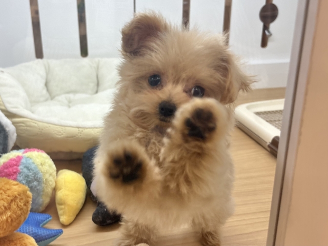ポメプー