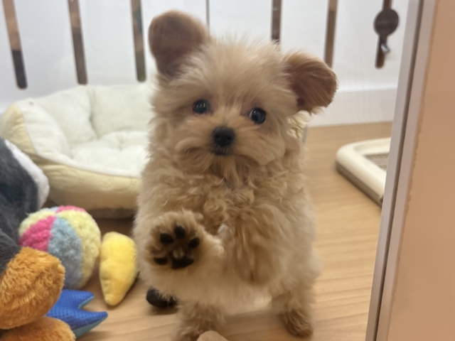 ポメプー
