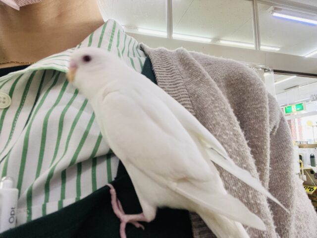 ちゅるん🎶とむき玉子🥚に成長中✨セキセイインコのアルビノ🤍 セキセイインコ