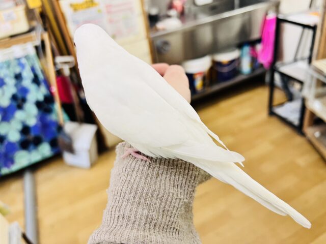 ちゅるん🎶とむき玉子🥚に成長中✨セキセイインコのアルビノ🤍 セキセイインコ