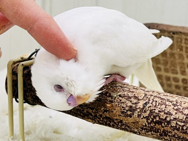 ちゅるん🎶とむき玉子🥚に成長中✨セキセイインコのアルビノ🤍 セキセイインコ