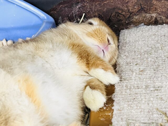 絵本に出てきそうな可愛さ♡📚しっかりオレンジ🧡ネザーランドドワーフラビット🐰 ネザーランドドワーフ