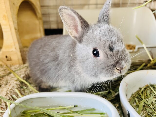 可愛すぎてゴメンネ❣️丸顔なネザーランドドワーフラビット🐰 ネザーランドドワーフ