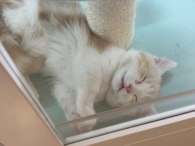 小粒な瞳に魅了されます♥マンチカンくん! マンチカン