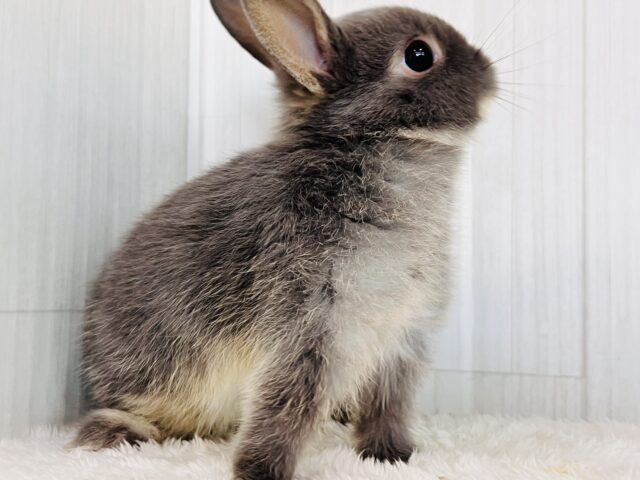 可愛すぎてゴメンネ❣️丸顔なネザーランドドワーフラビット🐰 ネザーランドドワーフ