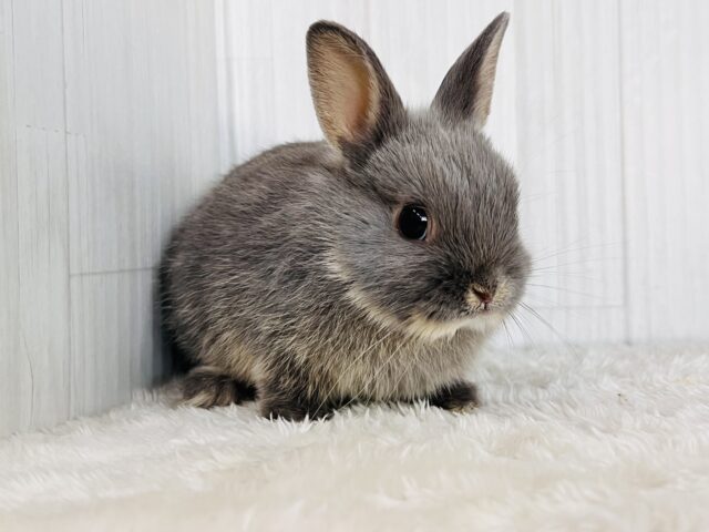 可愛すぎてゴメンネ❣️丸顔なネザーランドドワーフラビット🐰 ネザーランドドワーフ