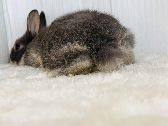 可愛すぎてゴメンネ❣️丸顔なネザーランドドワーフラビット🐰 ネザーランドドワーフ