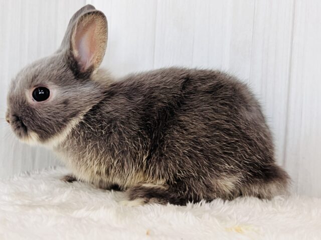 可愛すぎてゴメンネ❣️丸顔なネザーランドドワーフラビット🐰 ネザーランドドワーフ