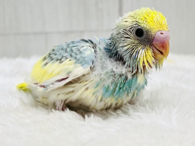 最新画像更新✨べたなれ!!ピカッと明るくなるよ🌟セキセイインコのパステルレインボーパイド〜🌈 セキセイインコ