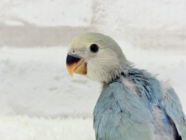 【最新画像更新🪄】チャームポイントはキュルキュルおめめ🐣🫧コザクラインコ(ブルーチェリーパイド) ヒナ コザクラインコ(小桜インコ)
