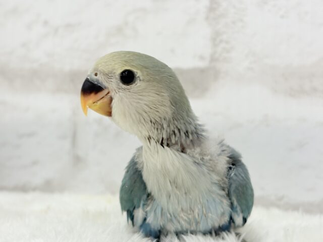 【最新画像更新🪄】チャームポイントはキュルキュルおめめ🐣🫧コザクラインコ(ブルーチェリーパイド) ヒナ コザクラインコ(小桜インコ)