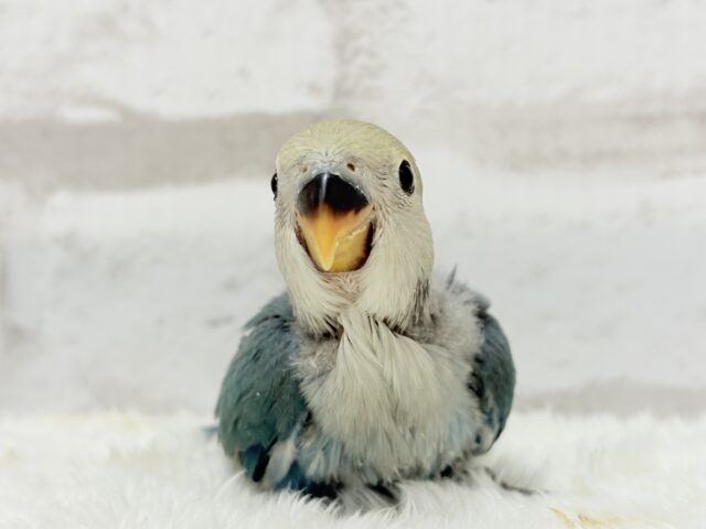 【最新画像更新🪄】チャームポイントはキュルキュルおめめ🐣🫧コザクラインコ(ブルーチェリーパイド) ヒナ コザクラインコ(小桜インコ)