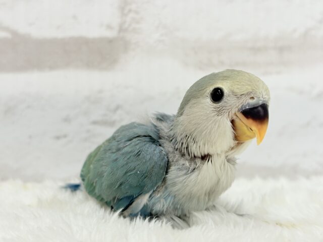 【最新画像更新🪄】チャームポイントはキュルキュルおめめ🐣🫧コザクラインコ(ブルーチェリーパイド) ヒナ コザクラインコ(小桜インコ)