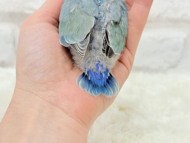 【最新画像更新🪄】チャームポイントはキュルキュルおめめ🐣🫧コザクラインコ(ブルーチェリーパイド) ヒナ コザクラインコ(小桜インコ)