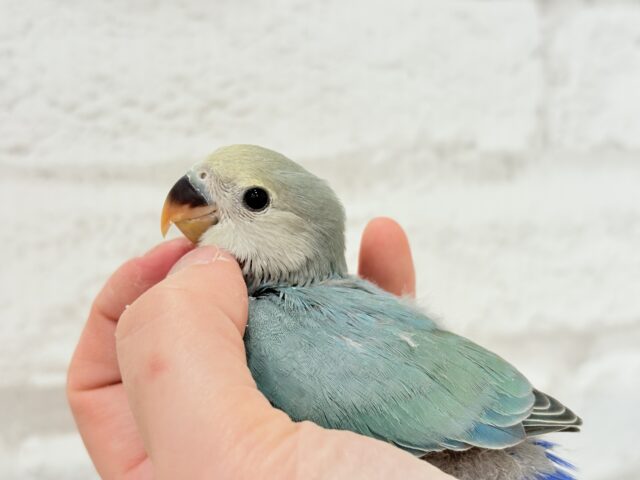 【最新画像更新🪄】チャームポイントはキュルキュルおめめ🐣🫧コザクラインコ(ブルーチェリーパイド) ヒナ コザクラインコ(小桜インコ)