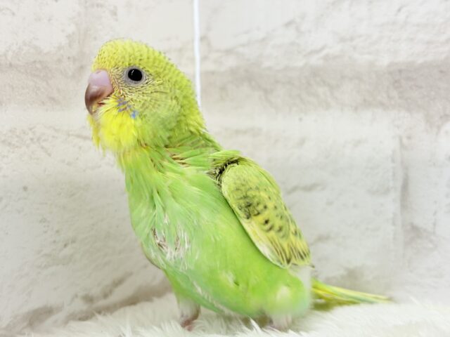 【最新画像更新🪄】ふわふわわた毛が雪みたい🐣❄️💚セキセイインコ(スパングル) ヒナ セキセイインコ