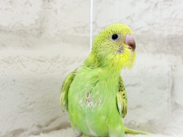 【最新画像更新🪄】ふわふわわた毛が雪みたい🐣❄️💚セキセイインコ(スパングル) ヒナ セキセイインコ
