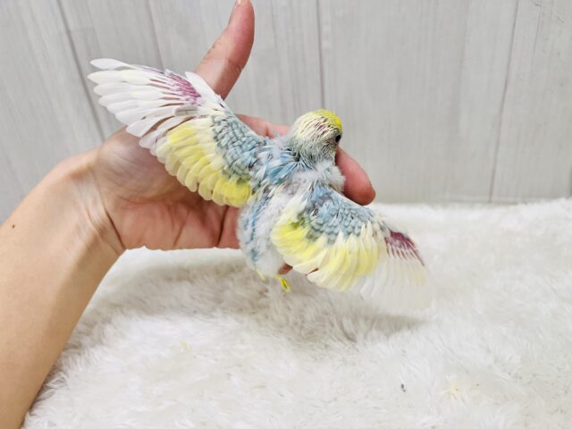 最新画像更新✨べたなれ!!ピカッと明るくなるよ🌟セキセイインコのパステルレインボーパイド〜🌈 セキセイインコ
