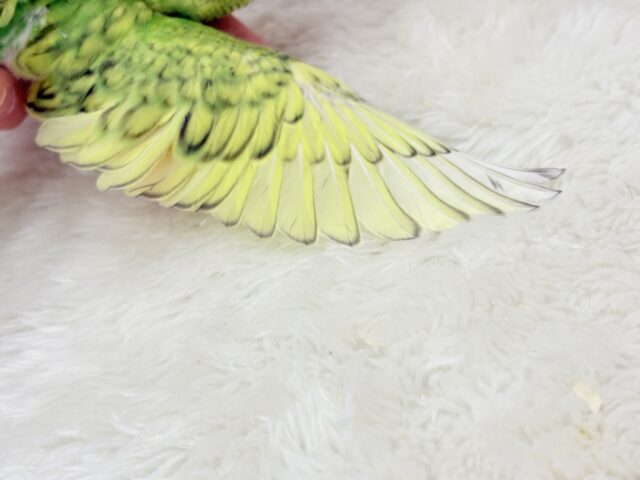 【最新画像更新🪄】ふわふわわた毛が雪みたい🐣❄️💚セキセイインコ(スパングル) ヒナ セキセイインコ