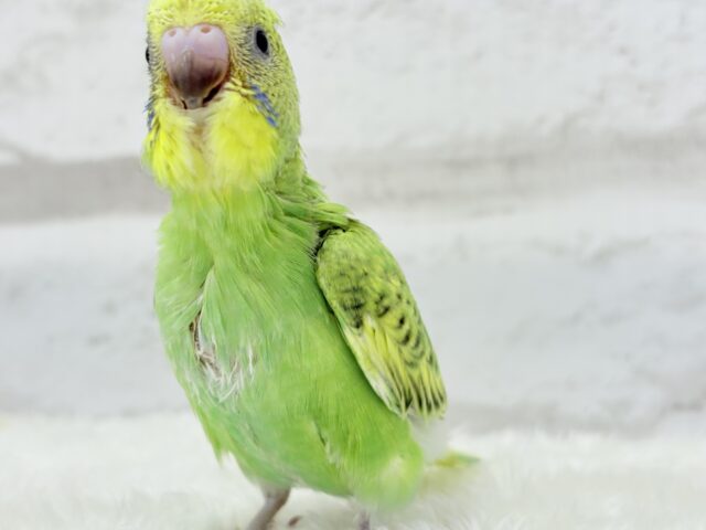【最新画像更新🪄】ふわふわわた毛が雪みたい🐣❄️💚セキセイインコ(スパングル) ヒナ セキセイインコ