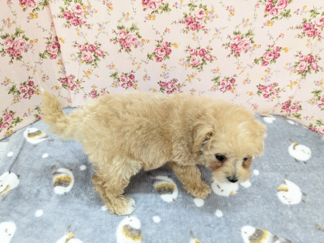 ビションプー