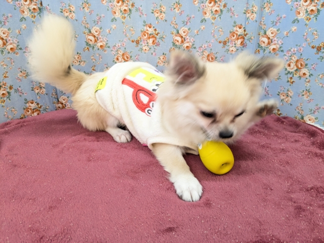 チワワ