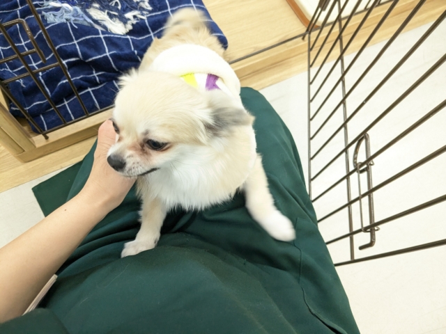 チワワ