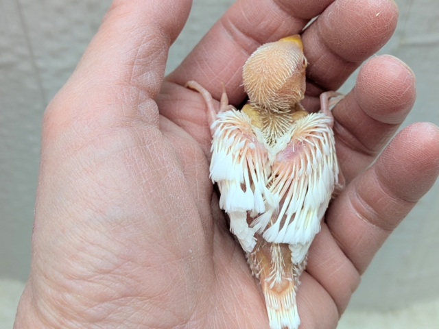 透明感のあるルビーアイ❤️がきれいな文鳥ヒナさん来ましたよ〜アルビノ文鳥 アルビノ文鳥