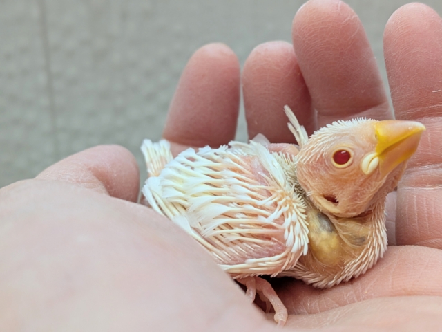 透明感のあるルビーアイ❤️がきれいな文鳥ヒナさん来ましたよ〜アルビノ文鳥 アルビノ文鳥