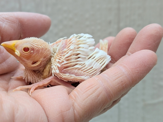透明感のあるルビーアイ❤️がきれいな文鳥ヒナさん来ましたよ〜アルビノ文鳥 アルビノ文鳥