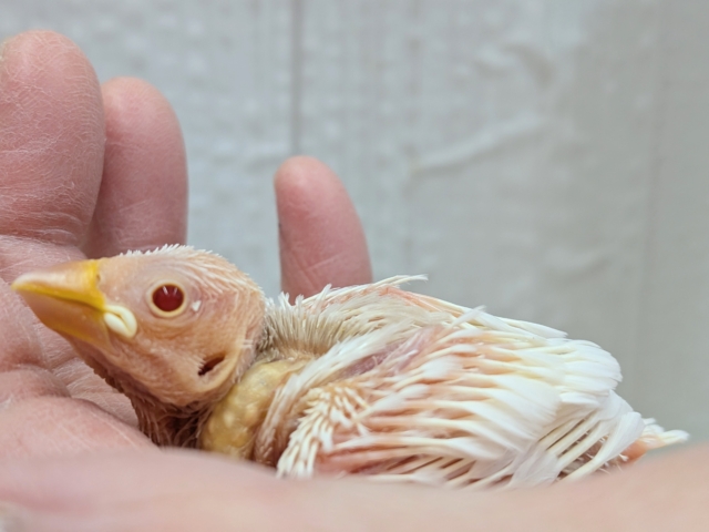 透明感のあるルビーアイ❤️がきれいな文鳥ヒナさん来ましたよ〜アルビノ文鳥 アルビノ文鳥