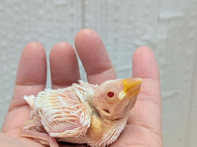 透明感のあるルビーアイ❤️がきれいな文鳥ヒナさん来ましたよ〜アルビノ文鳥 アルビノ文鳥
