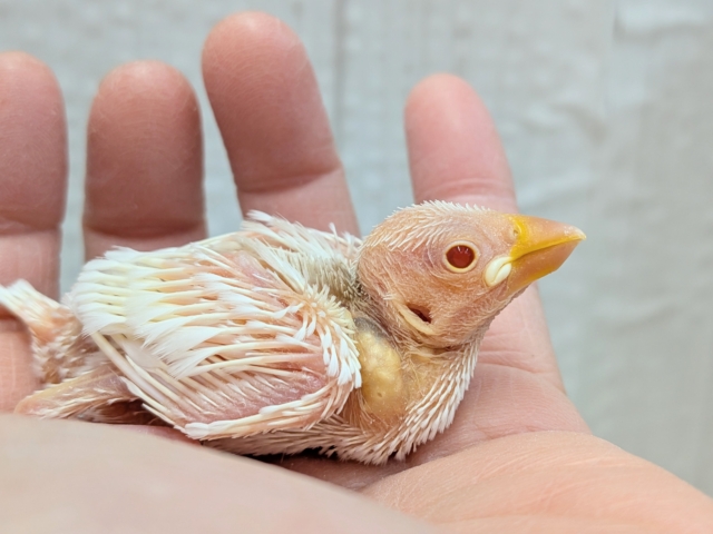 透明感のあるルビーアイ❤️がきれいな文鳥ヒナさん来ましたよ〜アルビノ文鳥 アルビノ文鳥