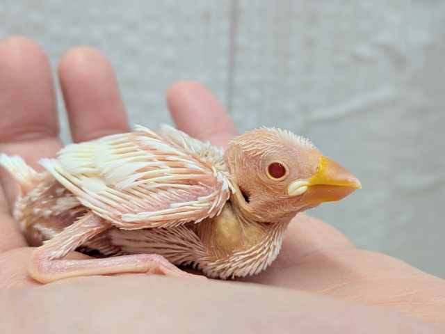 透明感のあるルビーアイ❤️がきれいな文鳥ヒナさん来ましたよ〜アルビノ文鳥 アルビノ文鳥