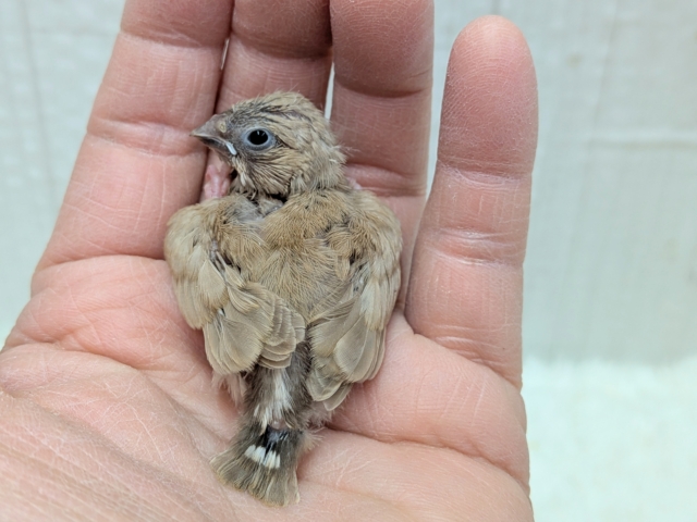 サクサククッキー🍪カラーなキンカ鳥ヒナさんいますよ〜フォーン 錦花鳥(キンカチョウ)