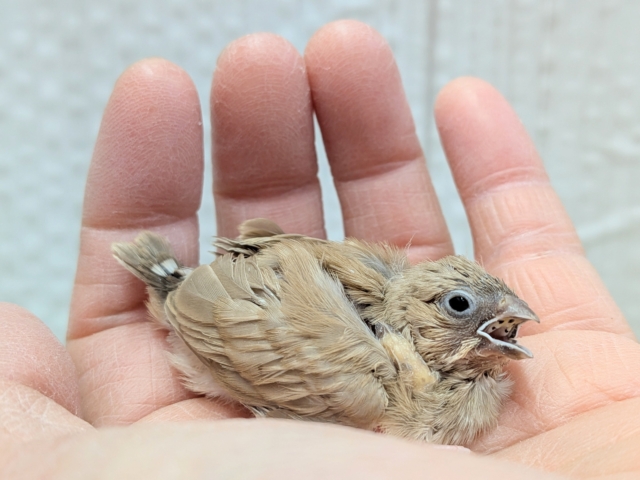 サクサククッキー🍪カラーなキンカ鳥ヒナさんいますよ〜フォーン 錦花鳥(キンカチョウ)