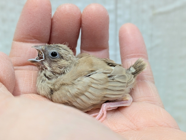 サクサククッキー🍪カラーなキンカ鳥ヒナさんいますよ〜フォーン 錦花鳥(キンカチョウ)