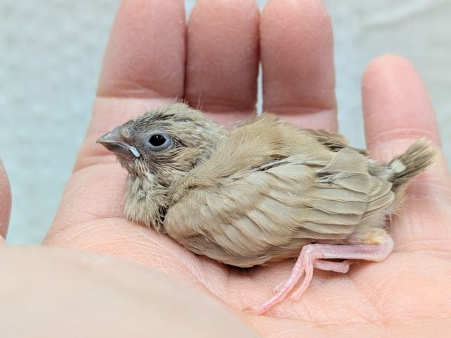 サクサククッキー🍪カラーなキンカ鳥ヒナさんいますよ〜フォーン 錦花鳥(キンカチョウ)