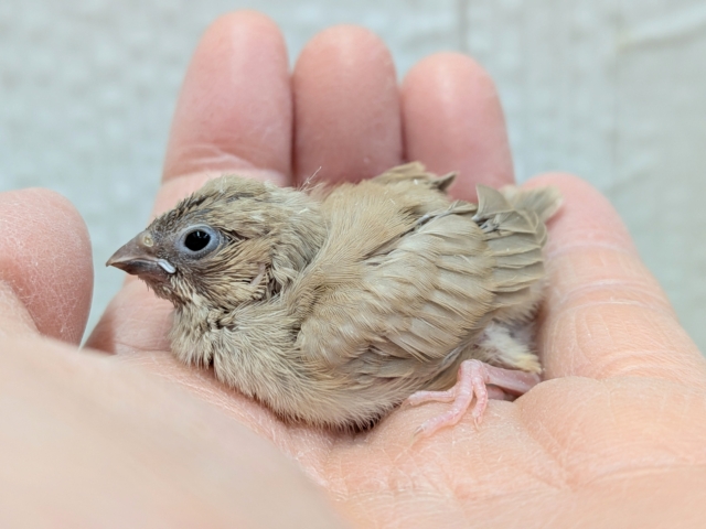 サクサククッキー🍪カラーなキンカ鳥ヒナさんいますよ〜フォーン 錦花鳥(キンカチョウ)