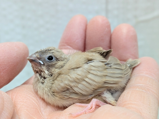 サクサククッキー🍪カラーなキンカ鳥ヒナさんいますよ〜フォーン 錦花鳥(キンカチョウ)