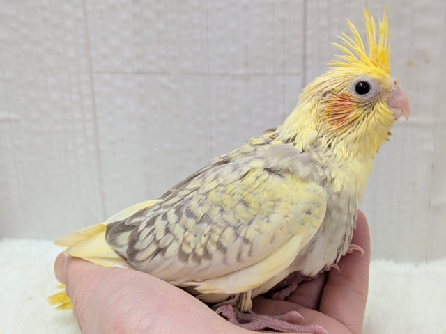 最新画像有ります❗️クリクリお目々が可愛い💛オカメインコヒナさんシナモンパールパイド オカメインコ