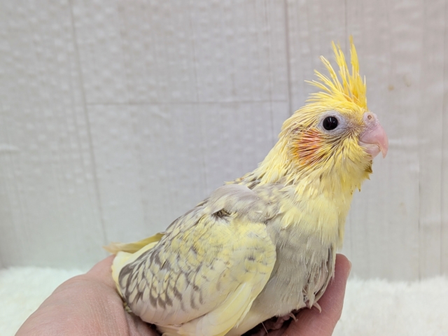 最新画像有ります❗️クリクリお目々が可愛い💛オカメインコヒナさんシナモンパールパイド オカメインコ