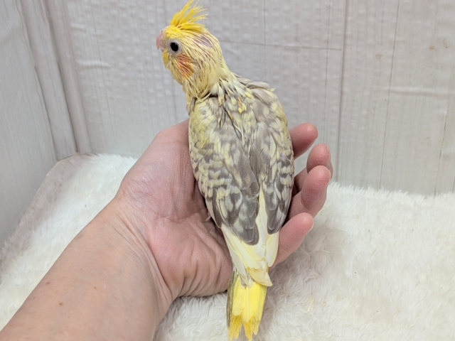 最新画像有ります❗️クリクリお目々が可愛い💛オカメインコヒナさんシナモンパールパイド オカメインコ