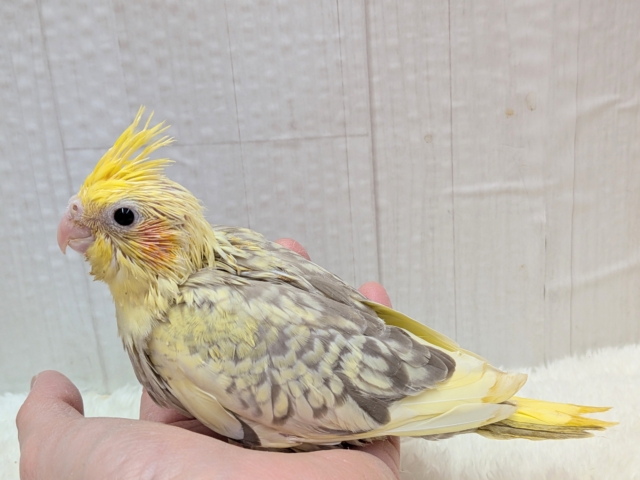 最新画像有ります❗️クリクリお目々が可愛い💛オカメインコヒナさんシナモンパールパイド オカメインコ