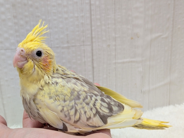 最新画像有ります❗️クリクリお目々が可愛い💛オカメインコヒナさんシナモンパールパイド オカメインコ